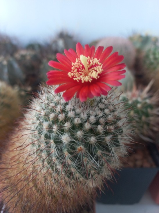 Parodia sanguiniflora