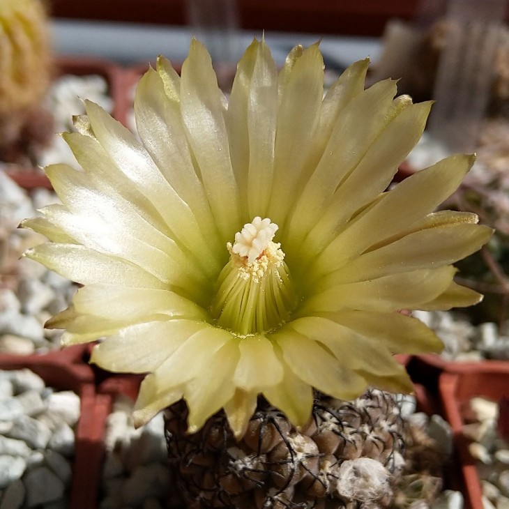 Neochilenia napina FK 159