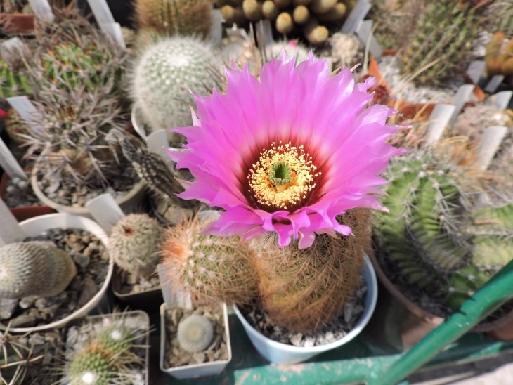 Echinocereus bailey