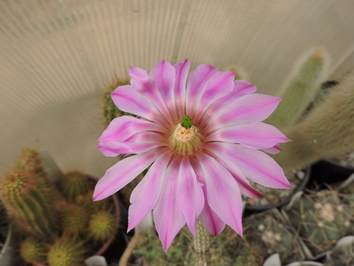 Wilcoxia poselgeri