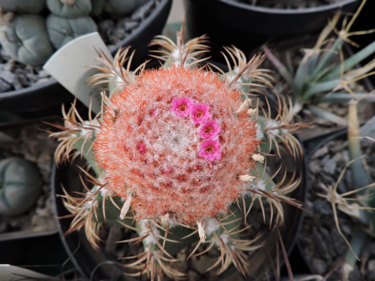 Melocactus matanzanus