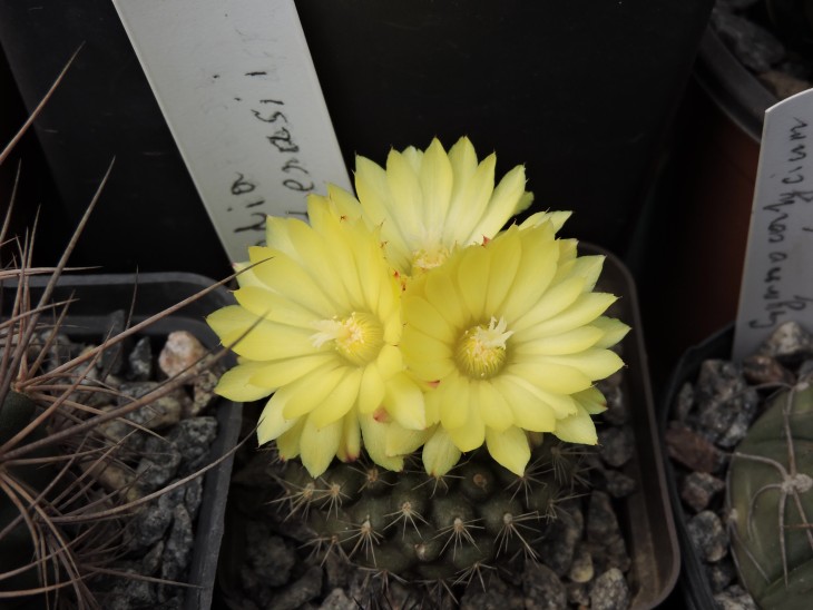 Parodia cardenasii