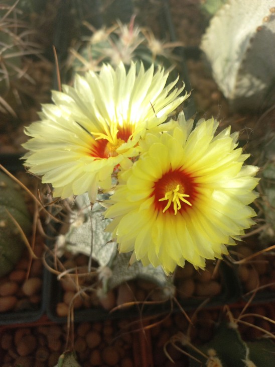 A. capricorne v. major