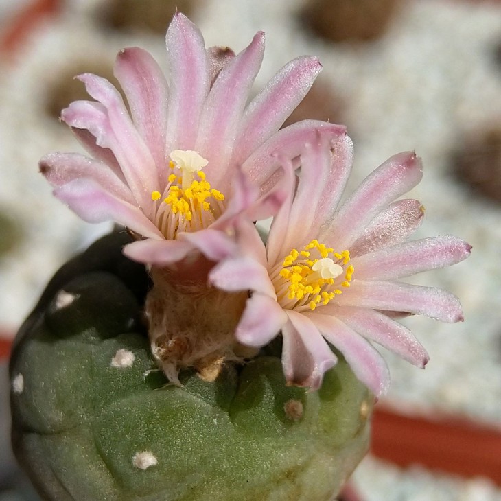 Lophophora fricii