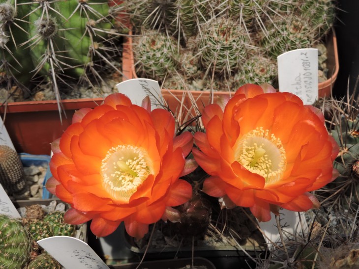 Lobivia haematantha v. hualfinensis JO 1081.2