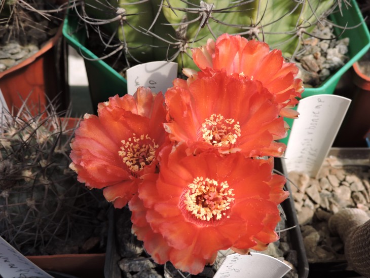 Acanthocalycium munitum DH 10
