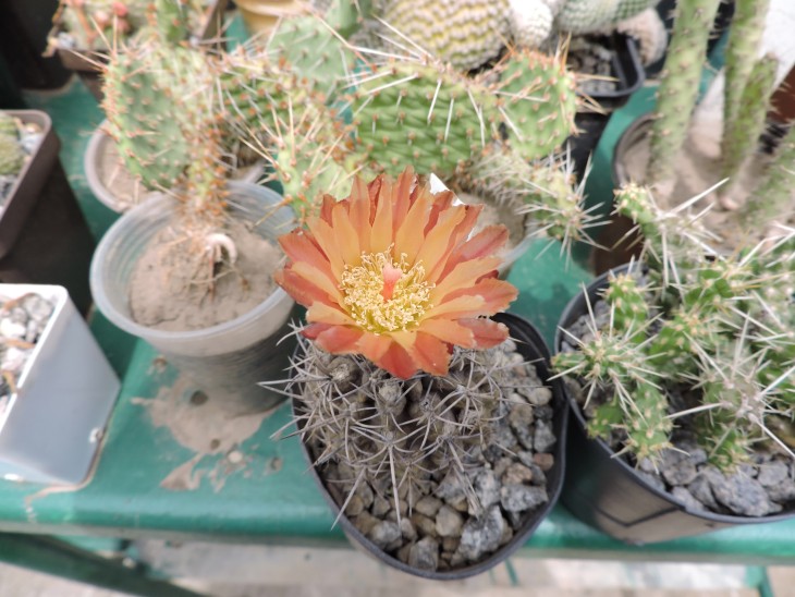 Neochilenia atra