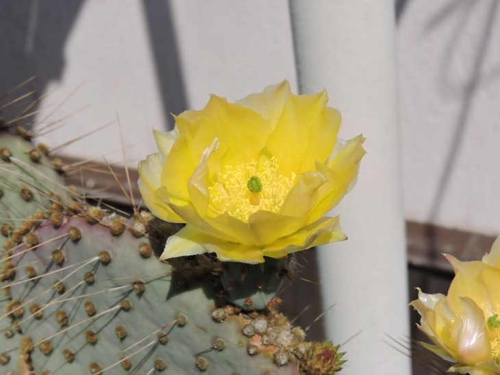Opuntia gosseliniana aff