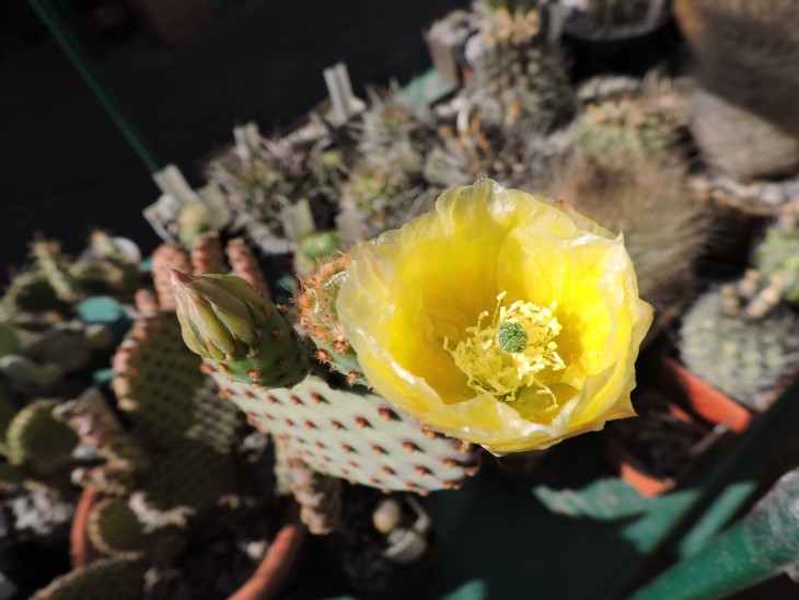 Opuntia microdasys v. rufida?