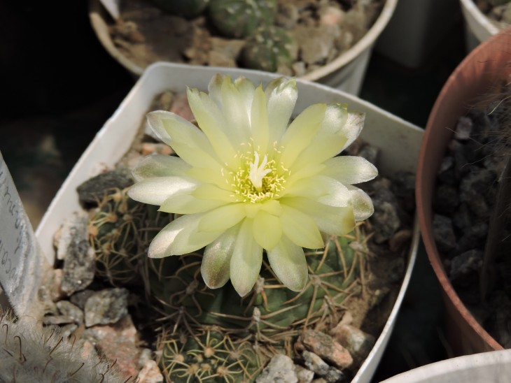 Gymnocalycium netrelianum