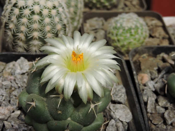 Coryphantha maiz-tablasensis