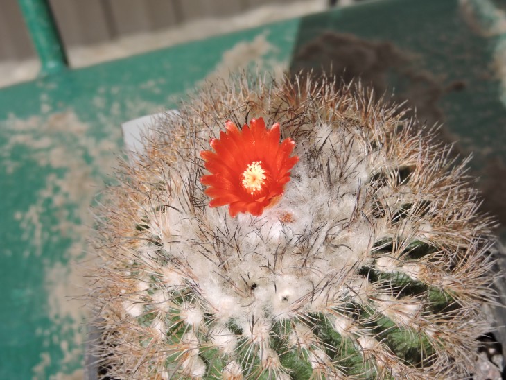 Parodia uhligiana