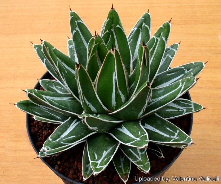 Agave victoriae-reginae.jpg