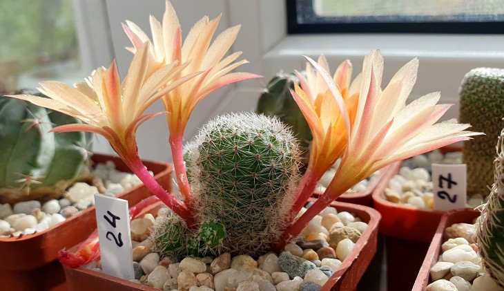 Rebutia cv Sun Rise_200425_2.jpg