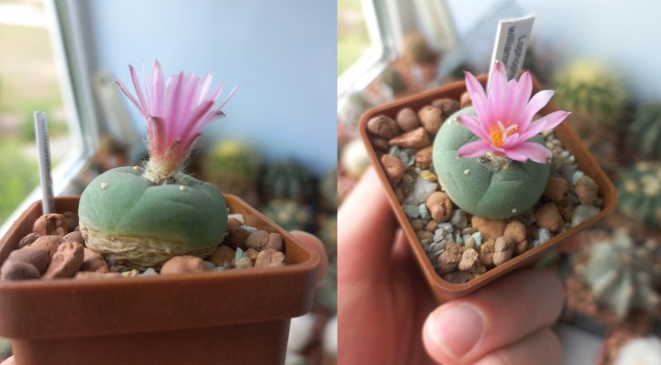 L. williamsii SB854