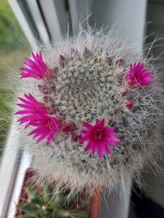 M. hahniana