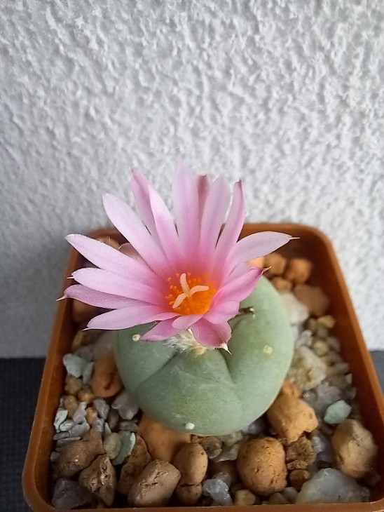 Lophophora fricii