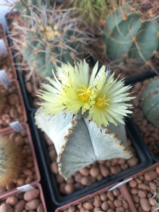 A. myriostigma v. potosinum
