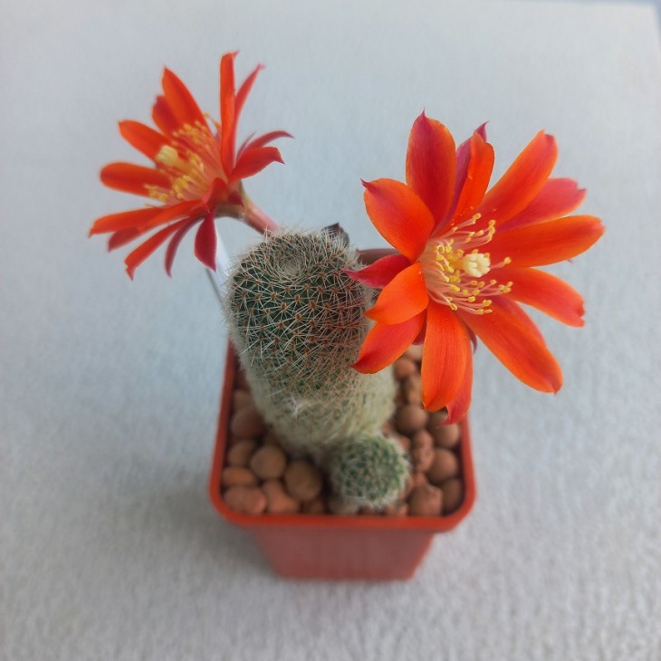 Aylostera heliosa v. condorensis
