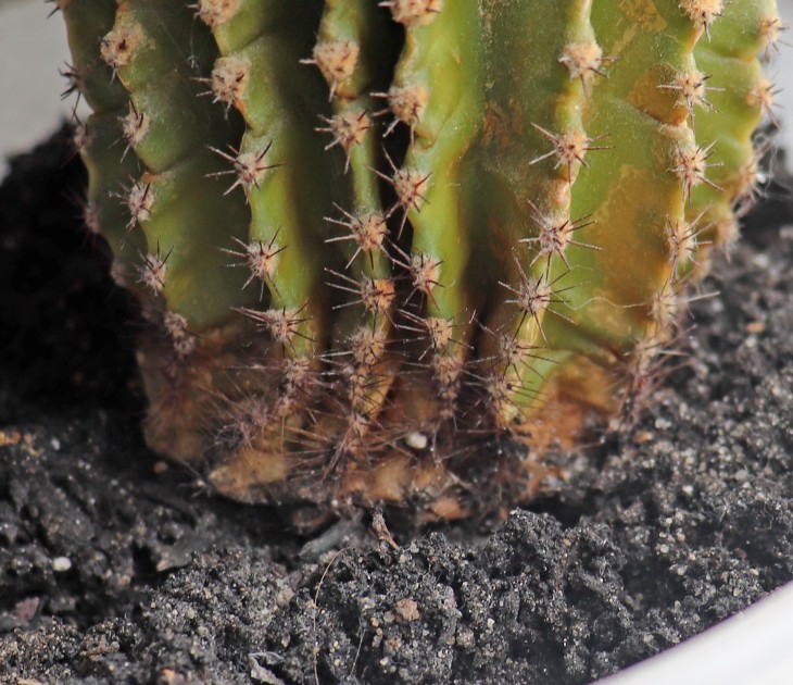 cactus1-1.jpg