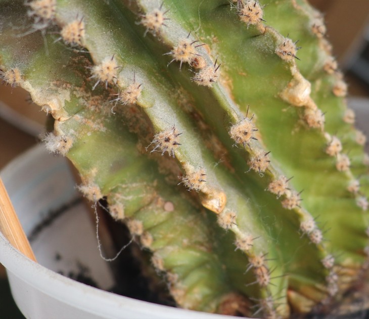 cactus1-2.jpg