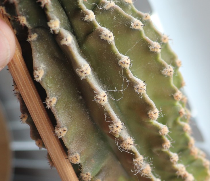 cactus1-3.jpg