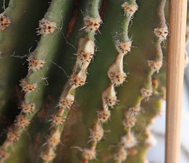 cactus1-4.jpg