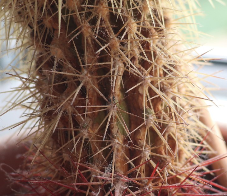cactus2-1.jpg