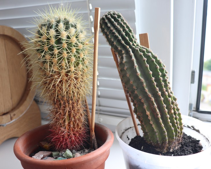 both.jpg
