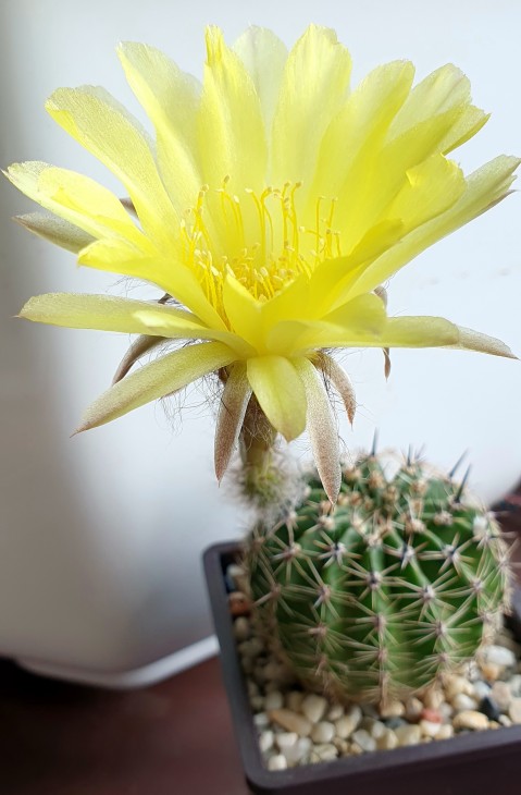 Lobivia aurea P 4.jpg