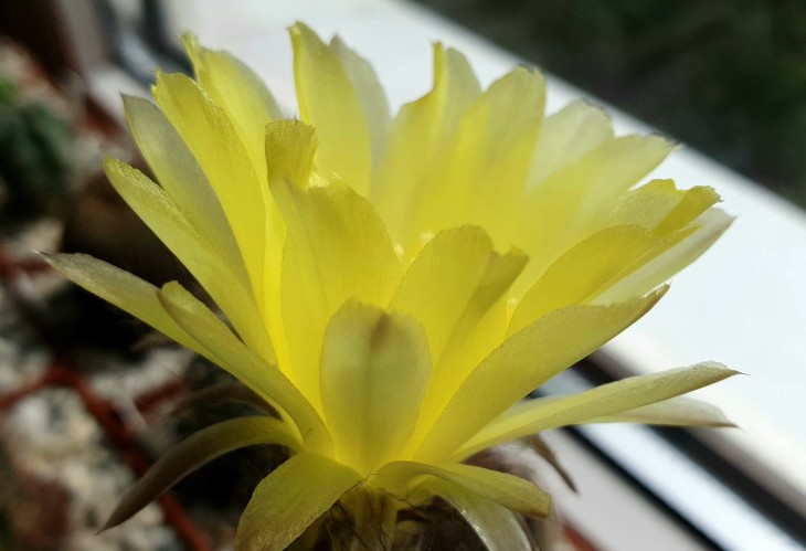 Lobivia aurea P 4_2.jpg