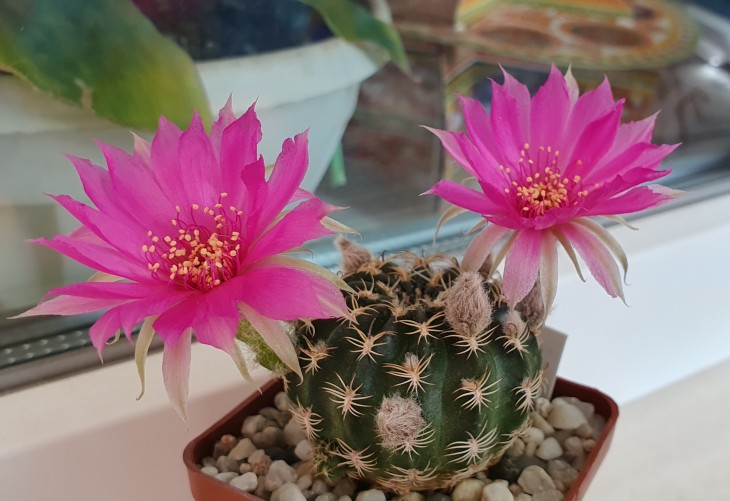 Lobivia tiegeliana v. pusilla R 90.jpg