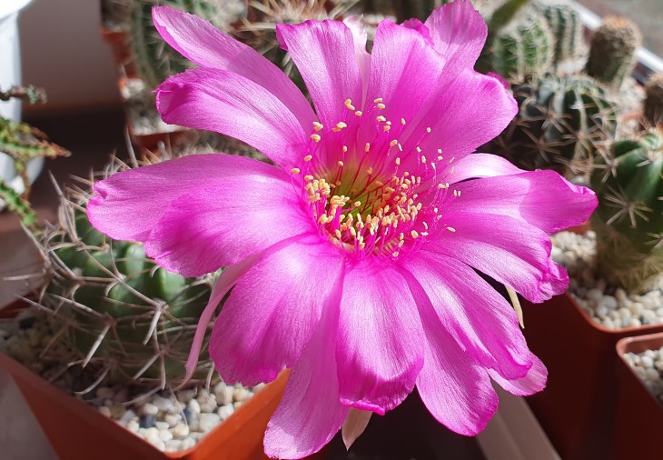Pseudolobivia ancistrophora v cardenasiana  R 498_3.jpg