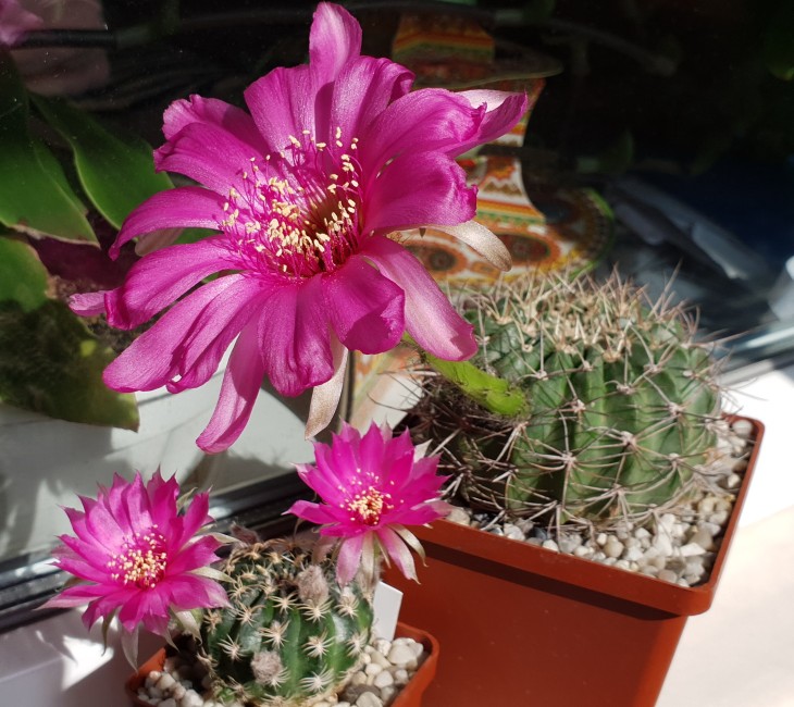 Pseudolobivia ancistrophora v cardenasiana  R 498_и_Lobivia tiegeliana v. pusilla R 90.jpg