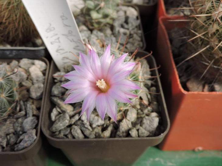 Krainzia longiflora