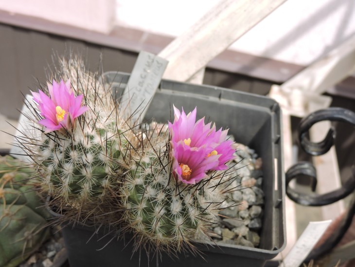 Gymnocactus subterraneus