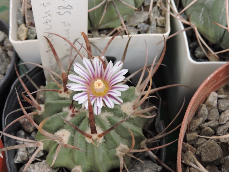 Echinofossulocactus coptonogonus SB 13