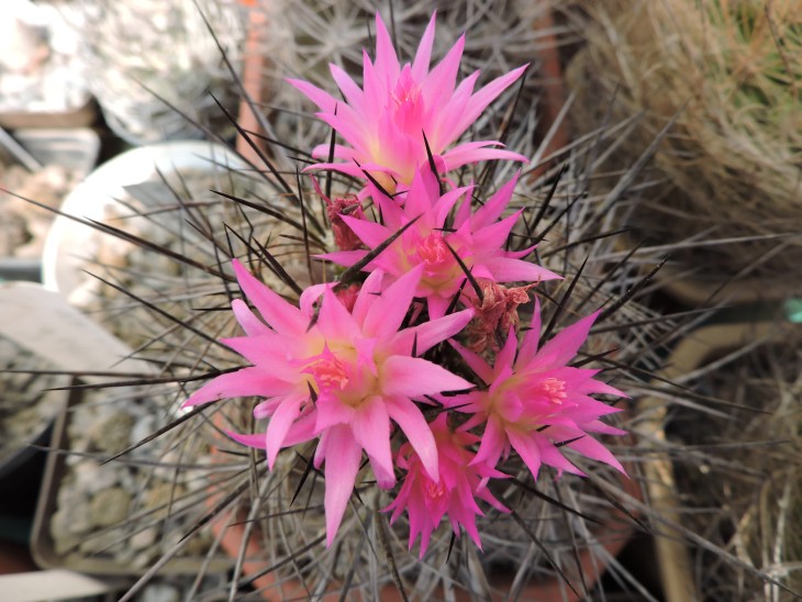 Neoporteria nigrihorrida