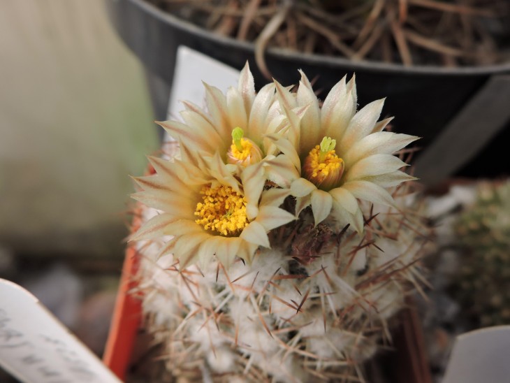 Escobaria robbinsorum