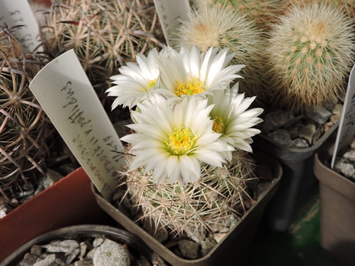 Echinomastus warnockii v. pallidus SB 417