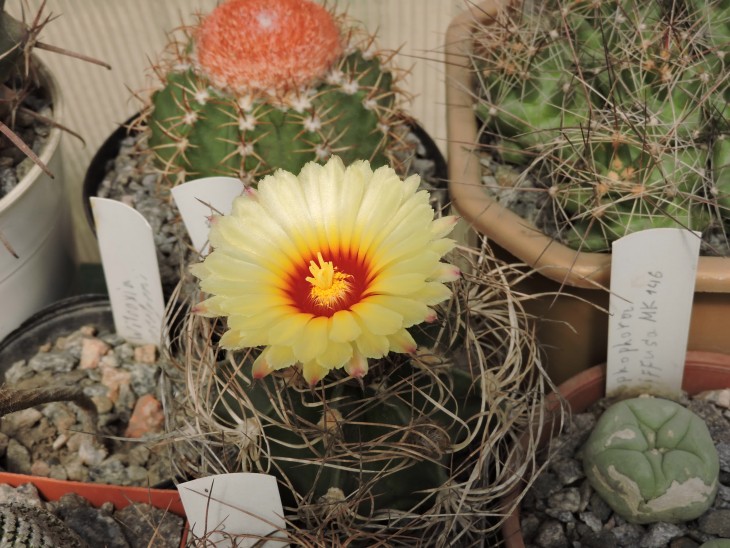 Astrophytum senile