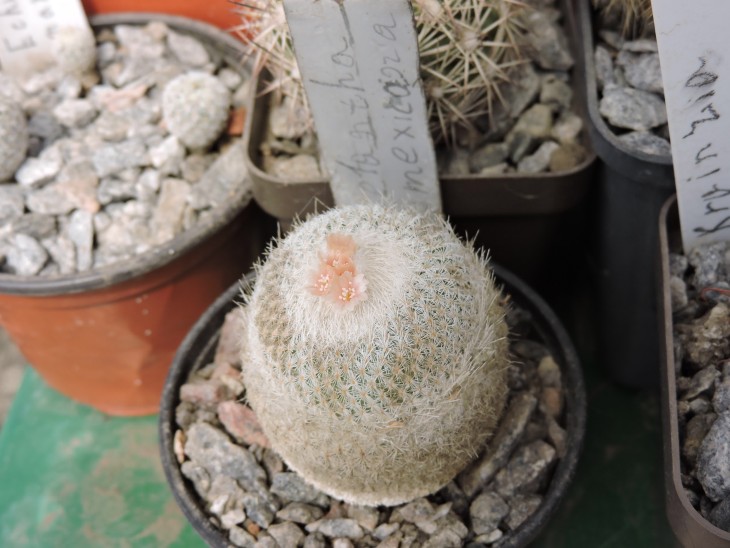 Epithelantha neomexicana