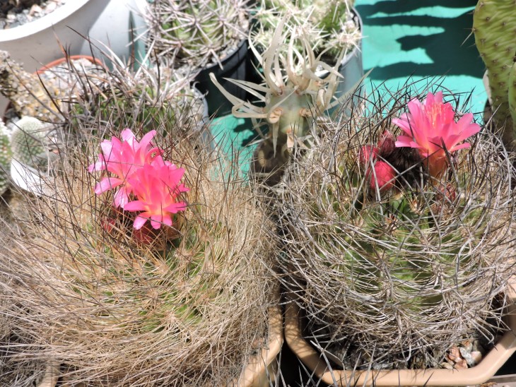 Neoporteria multicolor