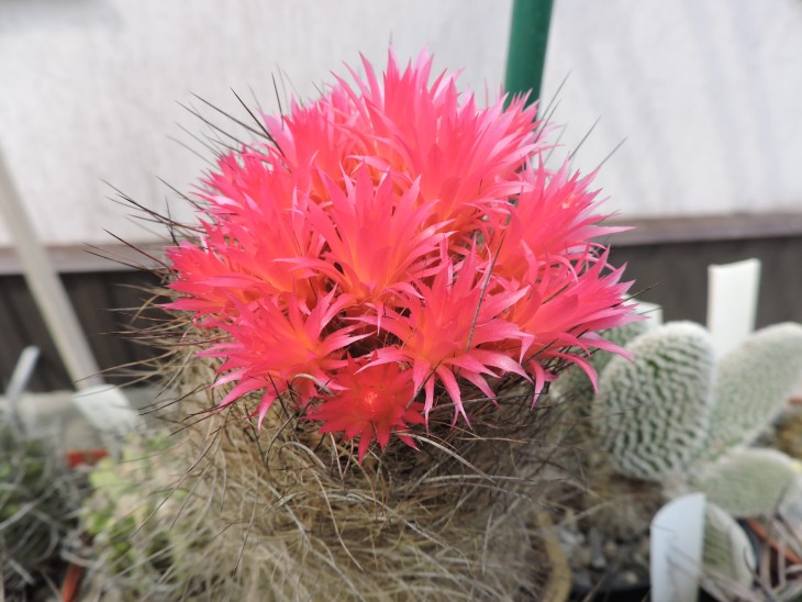 Neoporteria laniceps