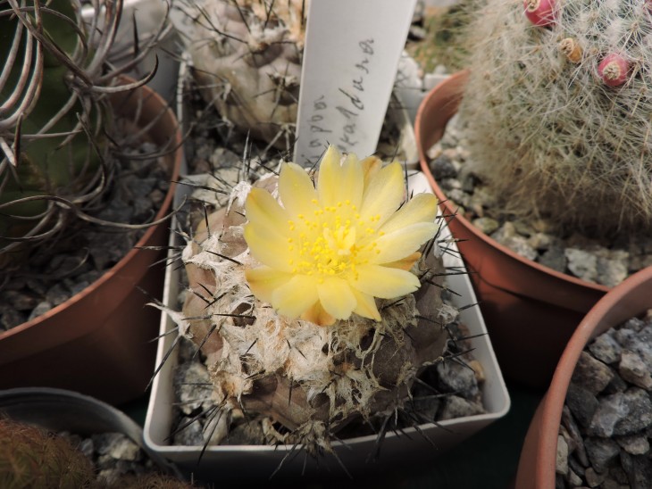 Copiapoa esmeraldana