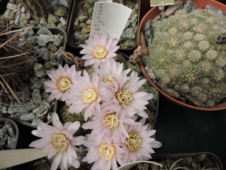 Gymnocalycium bruchii