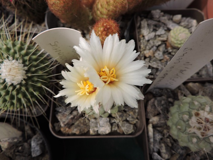 Strombocactus disciformis