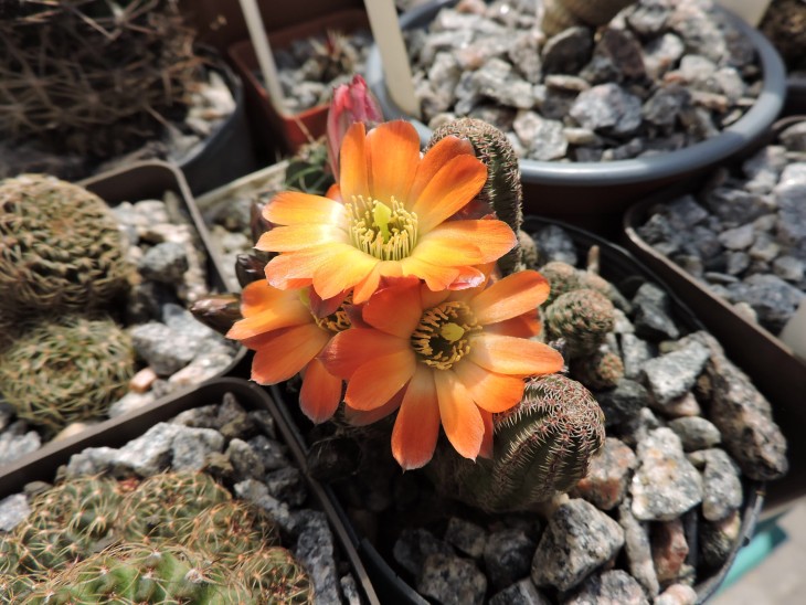 Mediolobivia torquata FR 1117