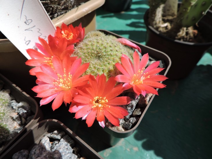 Rebutia minuscula