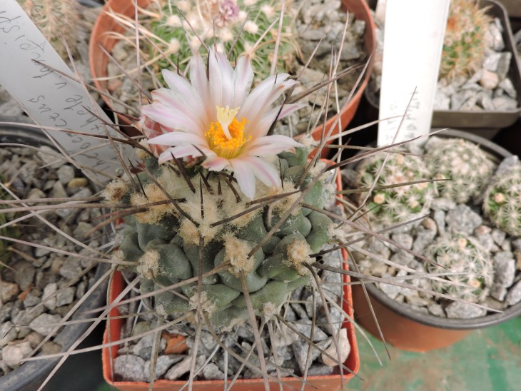 Thelocactus lophothele v. longispinus